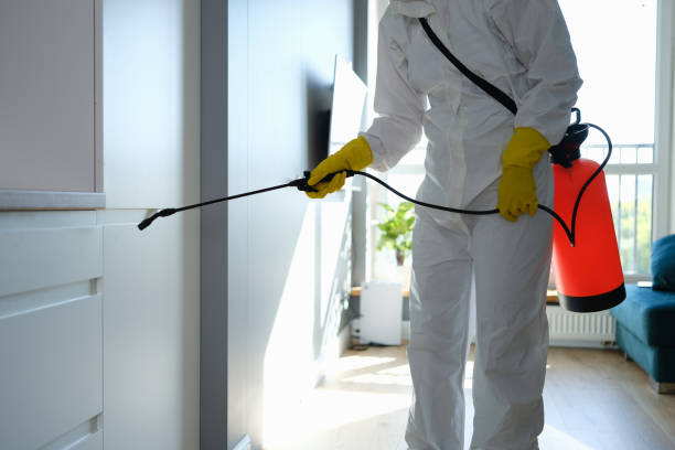 Attic Mold Removal in Clovis, NM