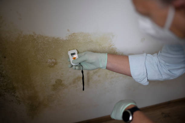 Best Toxic Mold Removal  in Clovis, NM
