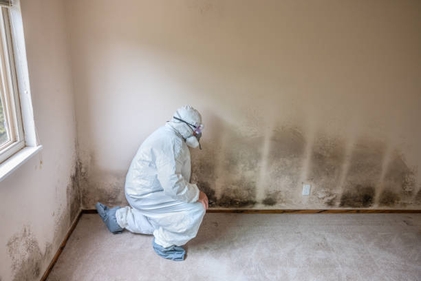 Reliable Clovis, NM Mold Removal Solutions