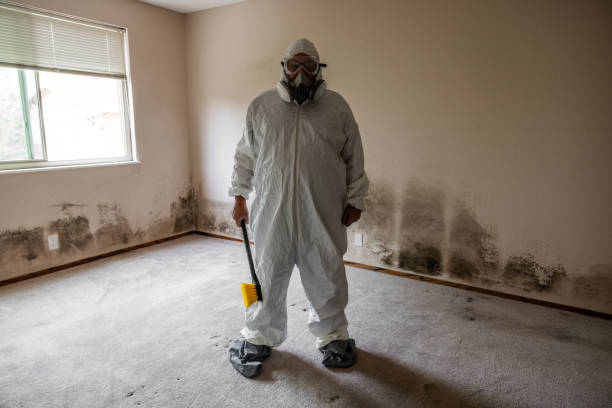 Best Home Mold Removal  in Clovis, NM