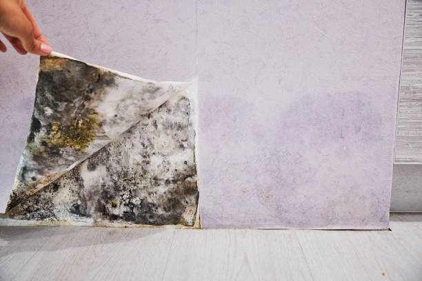 Best Mold Remediation  in Clovis, NM